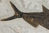 Fossil Fish (Diplomystus) - Green River Formation - Inch Layer #144213-1